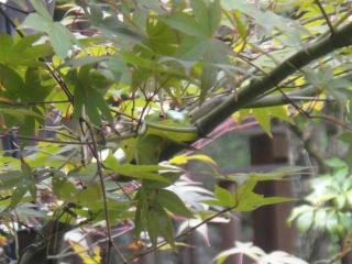 �摜(320x240)�E�g��摜(640x480)