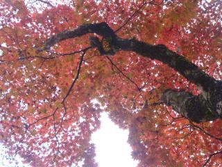 画像(320x240)・拡大画像(640x480)