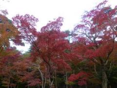 画像(240x180)・拡大画像(640x480)