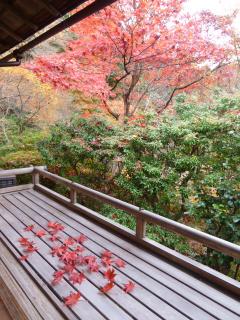 画像(240x320)・拡大画像(480x640)