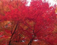 画像(240x187)・拡大画像(640x500)