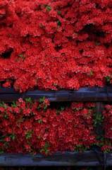 �摜(159x240)�E�g��摜(400x600)