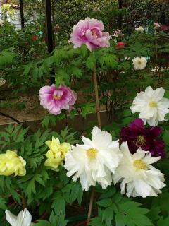 �摜(240x320)�E�g��摜(480x640)