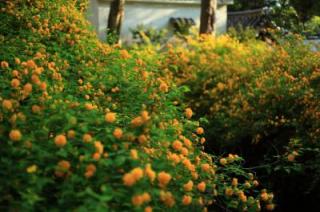 �摜(320x212)�E�g��摜(400x266)