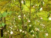 �摜(180x135)�E�g��摜(640x480)