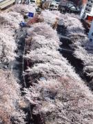 画像(135x180)・拡大画像(480x640)