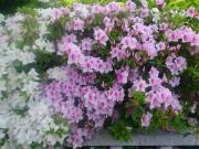 �摜(180x135)�E�g��摜(640x480)