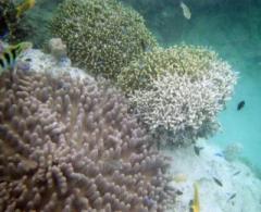 画像(240x195)・拡大画像(640x521)