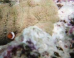 画像(240x188)・拡大画像(640x503)