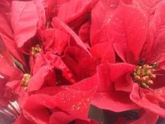 �摜(240x180)�E�g��摜(640x480)