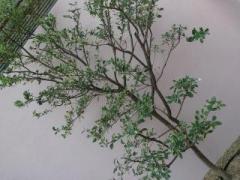 �摜(240x180)�E�g��摜(640x480)