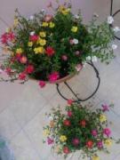 �摜(135x180)�E�g��摜(480x640)