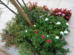 �摜(240x180)�E�g��摜(640x480)