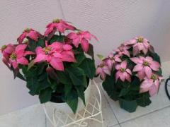 �摜(240x180)�E�g��摜(640x480)