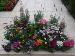 �摜(240x180)�E�g��摜(640x480)