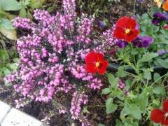 画像(240x180)・拡大画像(640x480)