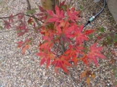 画像(240x180)・拡大画像(640x480)