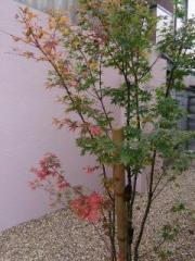 画像(180x240)・拡大画像(480x640)