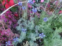 �摜(240x180)�E�g��摜(640x480)