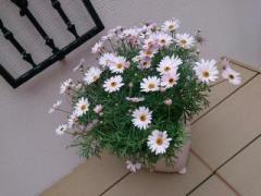 �摜(240x180)�E�g��摜(640x480)