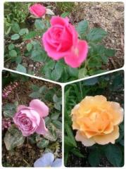 画像(179x240)・拡大画像(478x638)