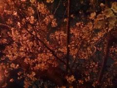 �摜(240x180)�E�g��摜(640x480)