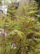 �摜(135x180)�E�g��摜(480x640)