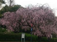 �摜(240x180)�E�g��摜(640x480)