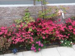 �摜(240x180)�E�g��摜(640x480)