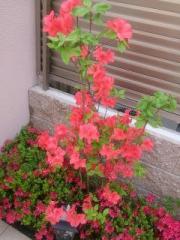 �摜(180x240)�E�g��摜(480x640)