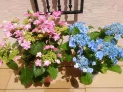 �摜(240x180)�E�g��摜(640x480)