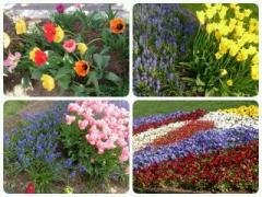 �摜(240x180)�E�g��摜(640x480)