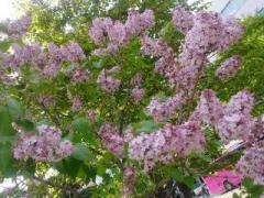 �摜(240x180)�E�g��摜(640x480)