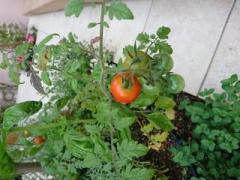 �摜(240x180)�E�g��摜(640x480)