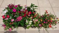 �摜(240x135)�E�g��摜(640x360)