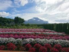 画像(240x180)・拡大画像(640x480)