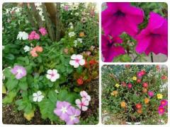 �摜(240x180)�E�g��摜(640x480)