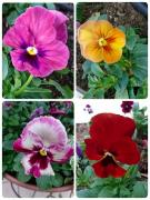 �摜(135x180)�E�g��摜(480x640)