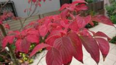 画像(240x135)・拡大画像(640x360)