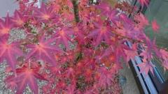 画像(240x135)・拡大画像(640x360)