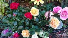 画像(240x135)・拡大画像(640x360)