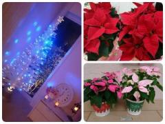 画像(240x180)・拡大画像(640x480)