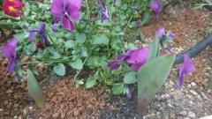 �摜(240x135)�E�g��摜(640x360)