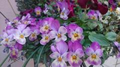 �摜(240x135)�E�g��摜(640x360)