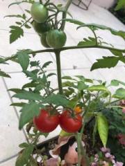 画像(180x240)・拡大画像(360x480)