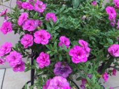 画像(240x180)・拡大画像(480x360)