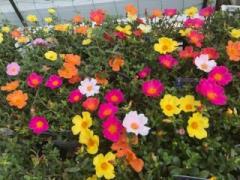 画像(240x180)・拡大画像(480x360)