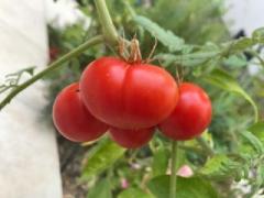 画像(240x180)・拡大画像(480x360)