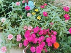 画像(240x180)・拡大画像(480x360)