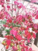 �摜(135x180)�E�g��摜(480x640)